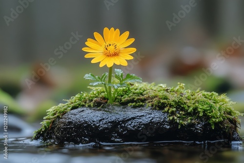 Solitary yellow flower blooms on mossy rock photo