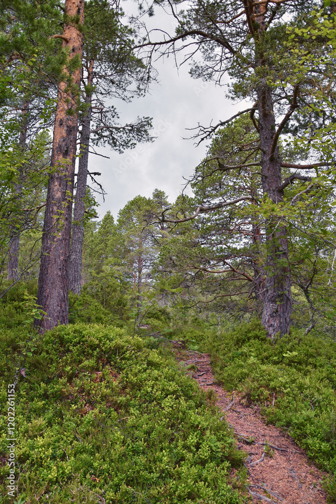 Varden viewpoint hiking trail views, fjord city of Molde mountain forests surrounded by ocean islands summer 2024, Norway Scandinavia Europe. Varden viewpoint hiking trail views, fjord city of Molde mountain forests surrounded by ocean islands summer 2024, Norway Scandinavia Europe.