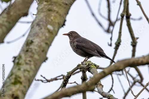 Blackbird (Turdus merula) - Commonly found in woodlands, gardens, and parks in Europe and Asia. photo