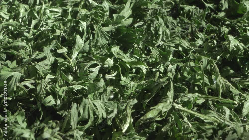 Chopped and laid out to dry, parsley transitions from garden growth to seasoning powerhouse. It bridges flavor gaps, perfect for experimenting with herb-infused culinary ideas Chopped and laid out to dry, parsley transitions from garden growth to seasoning powerhouse. It bridges flavor gaps, perfect for experimenting with herb-infused culinary ideas