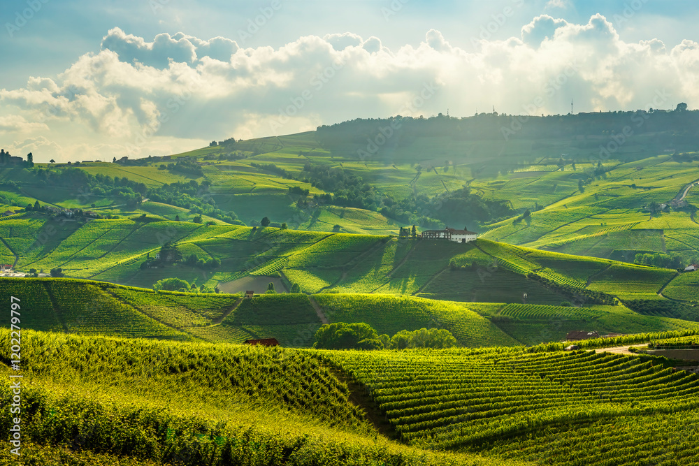 Obraz premium Langhe vineyards view near Barolo villages, Piedmont, Italy
