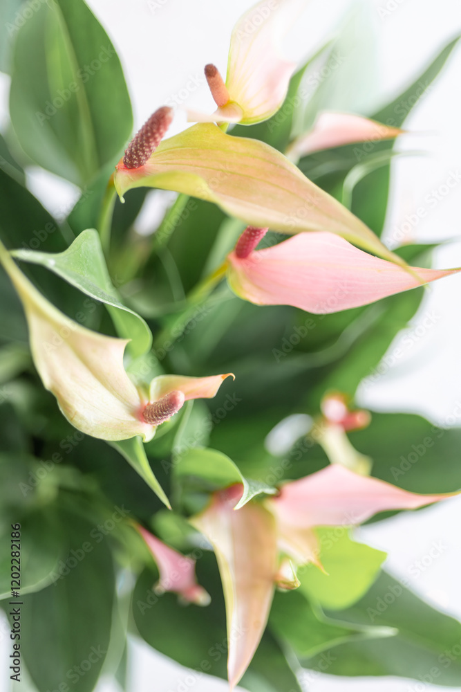 Obraz premium Close-up of pink anthurium flowers with green leaves. Ideal for floral magazines, editorial layouts, or product designs featuring tropical plants and botanical themes.