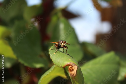 Insecte qui se frotte les pattes