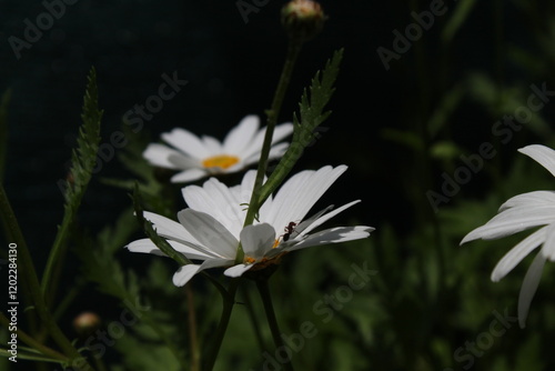 Fourmi dressée sur un pétale