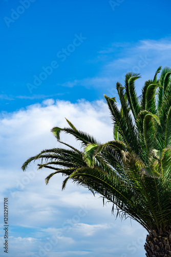 palm tree and blue cloudy sky