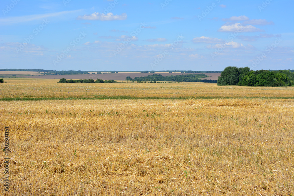 Summer Wheat Field with blue sky and some clouds Summer Wheat Field with blue sky and some clouds