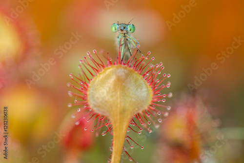 A damselfly stuck to the carnivorous plant, sundew (drosera intermedia).