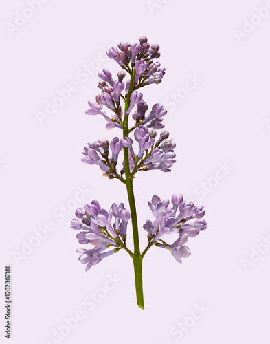 Lilac Blossom on a Stem photo