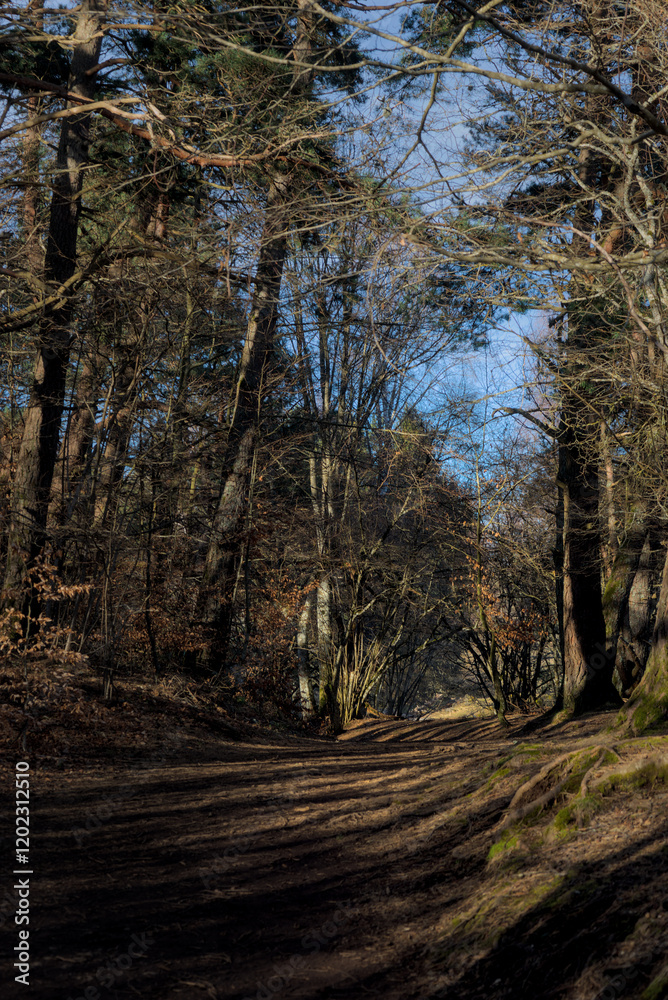 Forêt d'automne, chemin en sous bois au feuillage coloré en Auvergne Forêt d'automne, chemin en sous bois au feuillage coloré en Auvergne