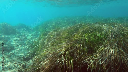 A serene underwater world captured in clarity, showcasing diverse marine life swimming among dense seagrass beds, illustrating natural beauty and ecosystem harmony with posidonia
