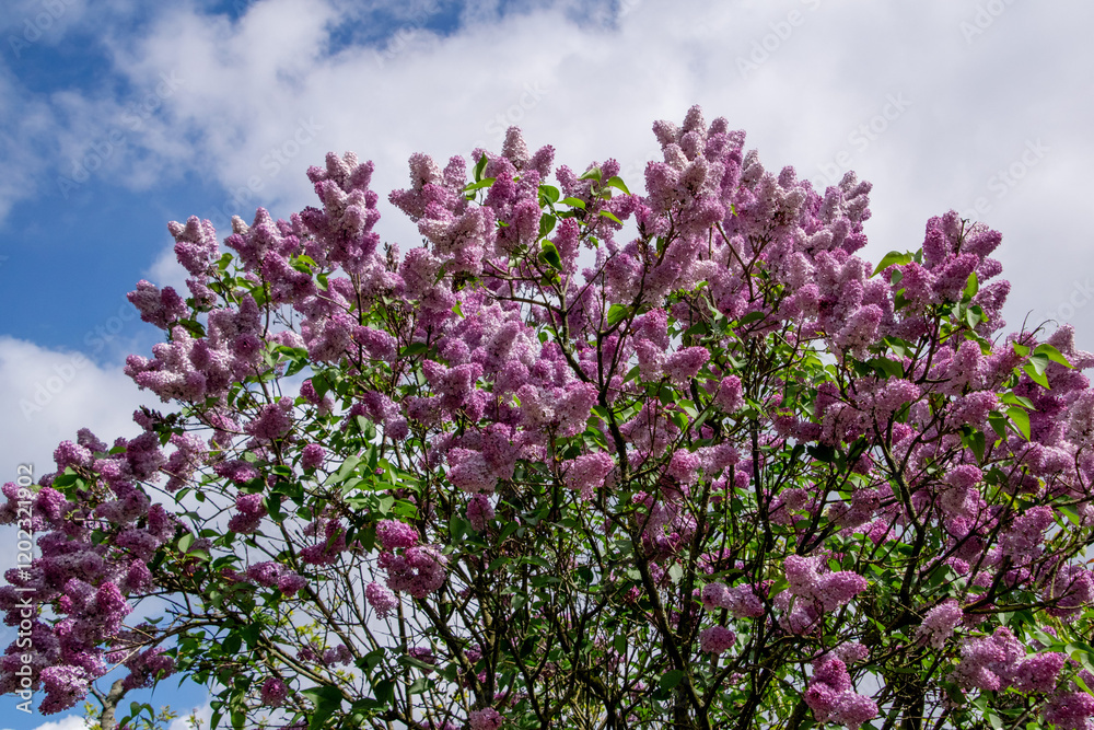 Pink lilac bloom in spring