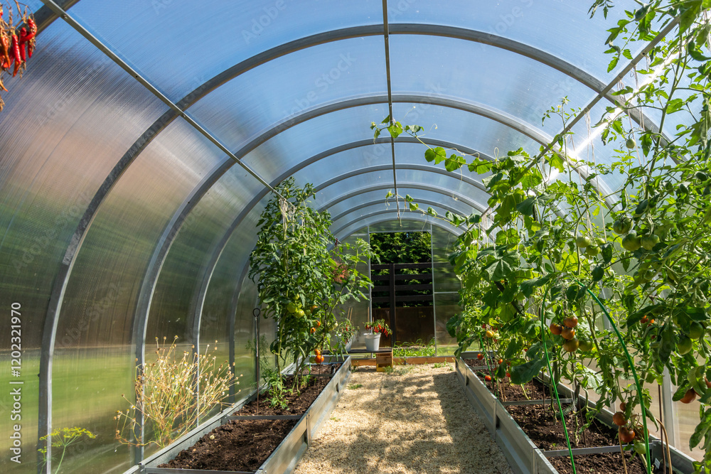 A greenhouse with a polycarbonate roof and equipped beds for growing tomatoes and cucumbers. A greenhouse with a polycarbonate roof and equipped beds for growing tomatoes and cucumbers.