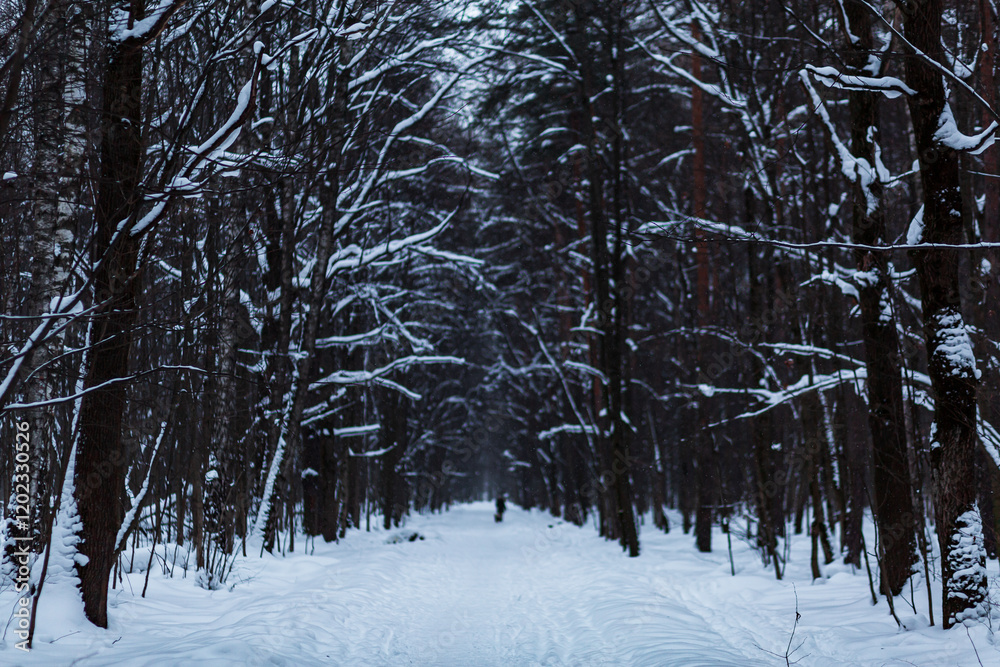 Fototapeta premium Winter park in the snow, many trees, an alley and at the end a silhouette of a man.