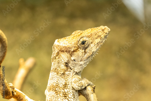Echse Portrait 