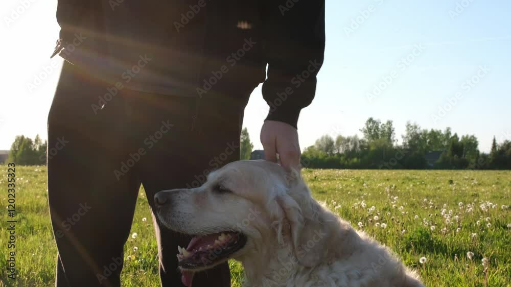 Cute dog running through the summer green grass with his owner. A happy golden retriever walking with a man in the park.