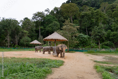 A group of Elephants roaming around an elephant sanctuary