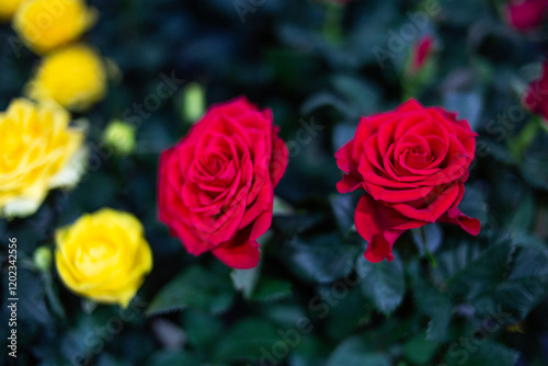 red bush rose background image photo