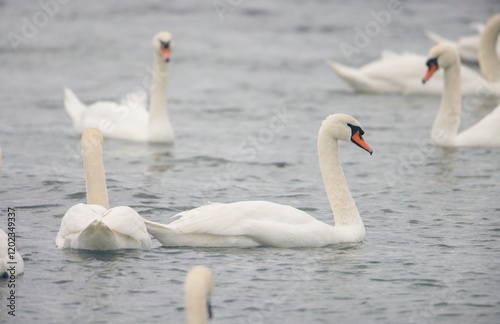 Fototapeta Naklejka Na Ścianę i Meble -  A beautiful flock of swans swims elegantly across the calm waters of a lake under a gray sky. Their reflections dance on the surface, creating a peaceful atmosphere in nature