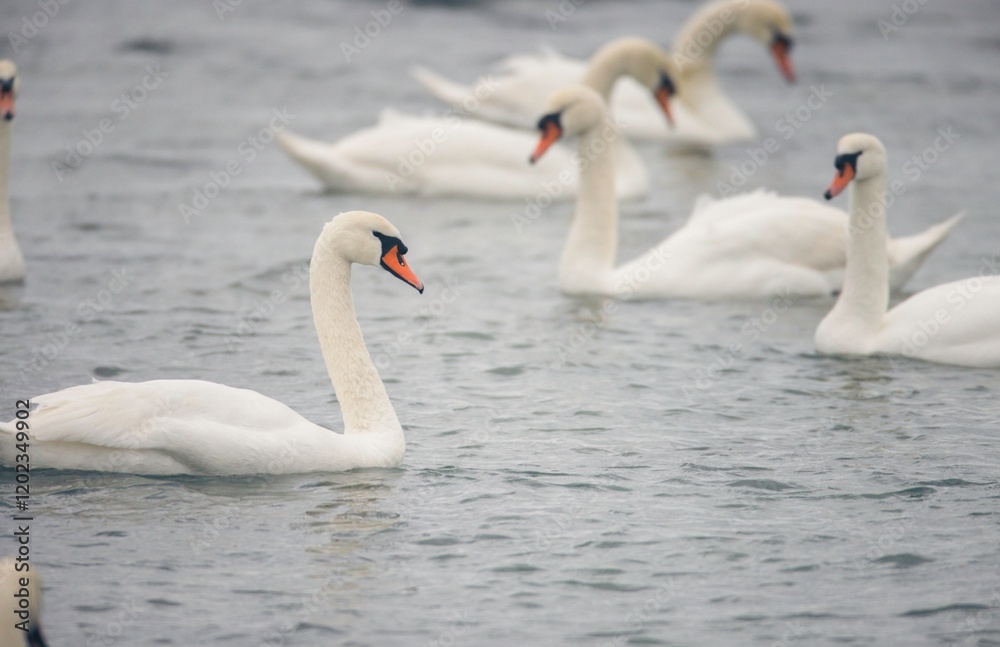 Obraz premium Swans swim calmly in a tranquil lake, their pristine white feathers contrasting with the gentle water ripples. The early morning ambiance creates a peaceful atmosphere