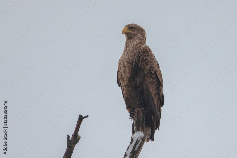 A powerful eagle stands tall on a snow-covered branch, surveying its surroundings with keen eyes. The tranquil winter sky provides a serene backdrop, showcasing the beauty of wildlife A powerful eagle stands tall on a snow-covered branch, surveying its surroundings with keen eyes. The tranquil winter sky provides a serene backdrop, showcasing the beauty of wildlife