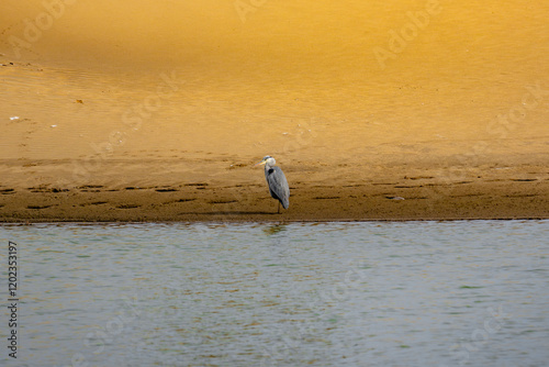 Photography A bird is standing in the water near the shore
