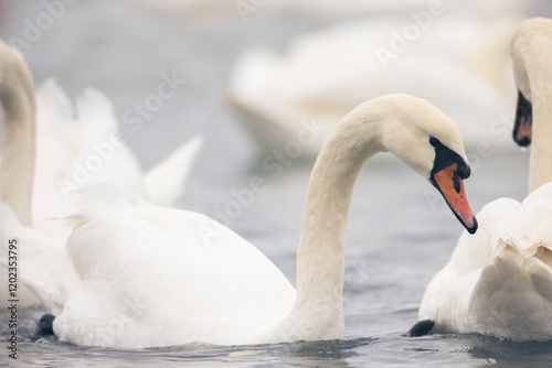 Fototapeta Naklejka Na Ścianę i Meble -  A serene group of elegant swans floats gracefully on calm waters as the dawn light gently illuminates their white plumage, creating a tranquil and picturesque atmosphere