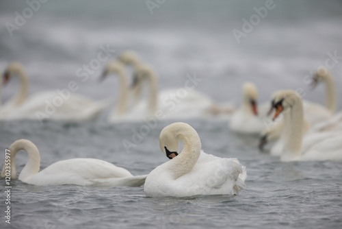 Fototapeta Naklejka Na Ścianę i Meble -  Soft ripples dance in the tranquil waters as elegant swans nestle among each other, their pristine feathers reflecting the gentle hues of dawn. The atmosphere is peaceful and serene