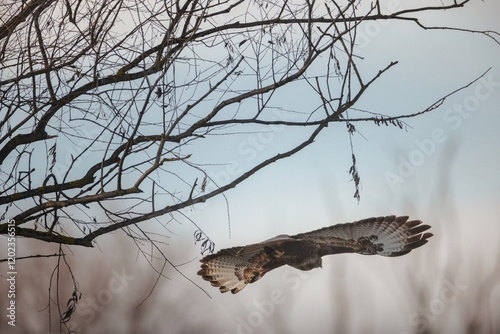 A hawk soars gracefully among bare branches as twilight settle in, its wings spread wide, embodying freedom within a tranquil winter atmosphere photo