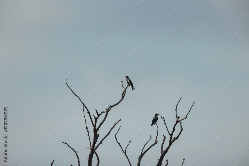 Two graceful birds rest on the dried branches of a leafless tree, silhouetted against a gentle blue sky. The afternoon light casts a peaceful ambiance Two graceful birds rest on the dried branches of a leafless tree, silhouetted against a gentle blue sky. The afternoon light casts a peaceful ambiance