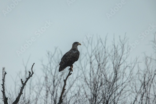 A striking eagle stands proudly on a high branch, surrounded by the stark outlines of leafless trees. The overcast sky adds a serene chill to the wintery atmosphere, highlighting the bird's elegance photo