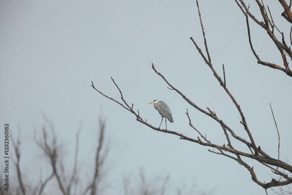 A solitary gray heron stands elegantly on a bare tree branch, its silhouette outlined against a soft, cloudy sky during dawn, embodying tranquility and grace A solitary gray heron stands elegantly on a bare tree branch, its silhouette outlined against a soft, cloudy sky during dawn, embodying tranquility and grace