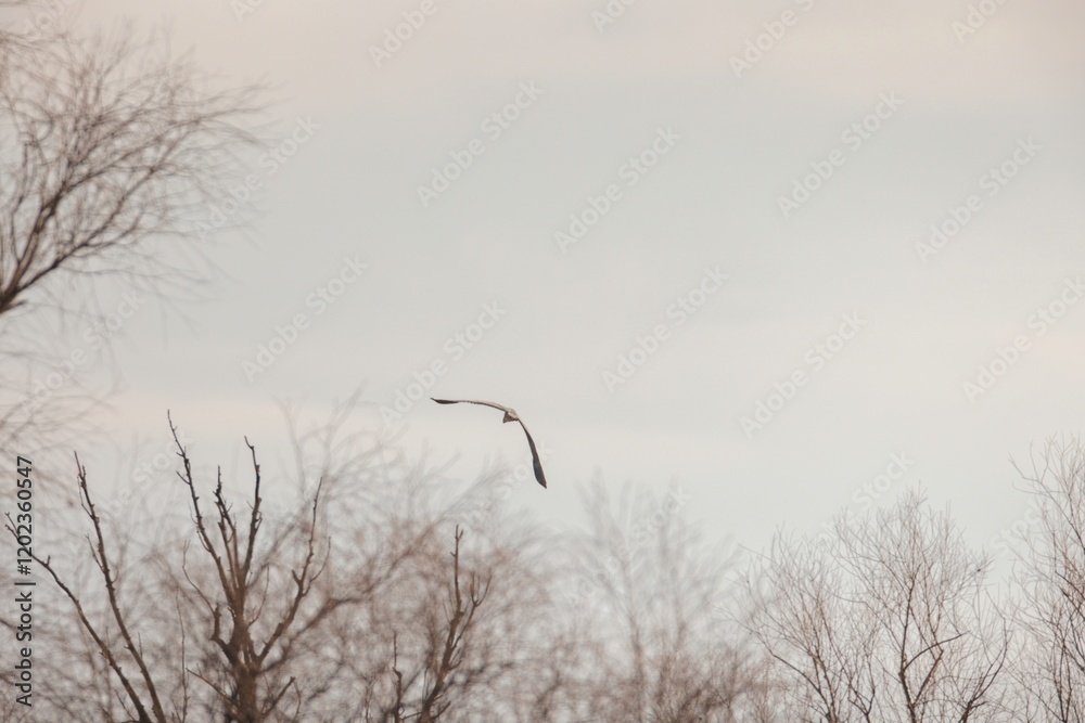 A graceful bird soars high above a tranquil winter scene, with leafless trees reaching towards the sky. The calm atmosphere enhances the beauty of the moment, capturing a sense of freedom A graceful bird soars high above a tranquil winter scene, with leafless trees reaching towards the sky. The calm atmosphere enhances the beauty of the moment, capturing a sense of freedom