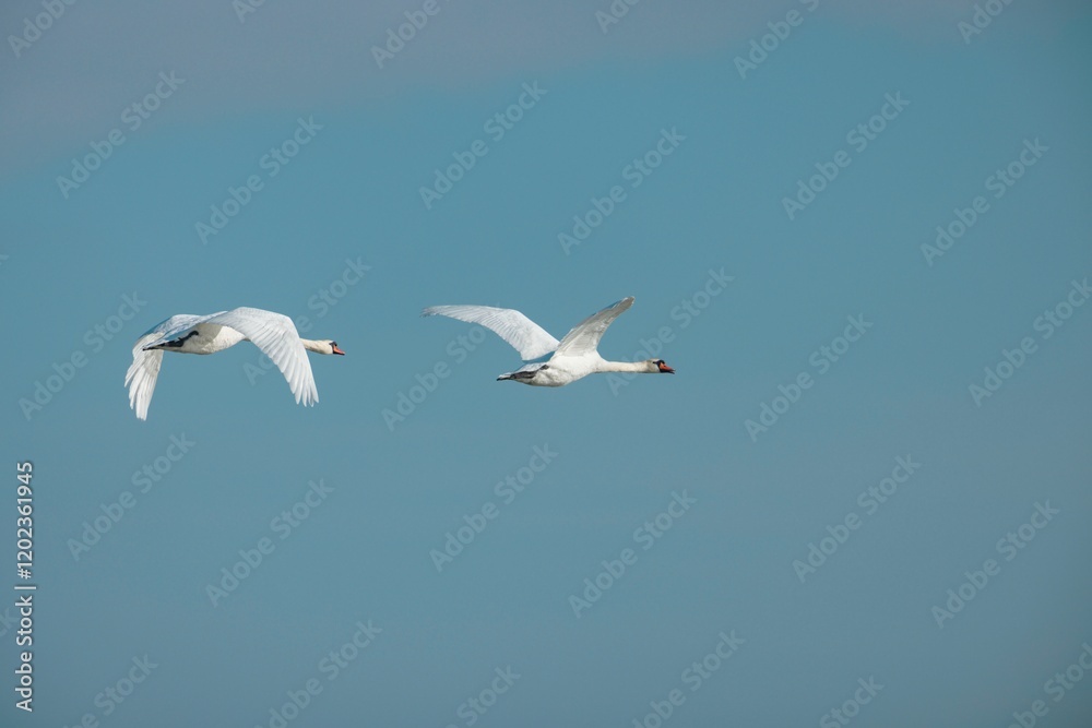 Two elegant swans soar gracefully against a bright blue sky, embodying the calm beauty of nature. Their wings spread wide as they navigate the open air, showcasing their majestic presence Two elegant swans soar gracefully against a bright blue sky, embodying the calm beauty of nature. Their wings spread wide as they navigate the open air, showcasing their majestic presence