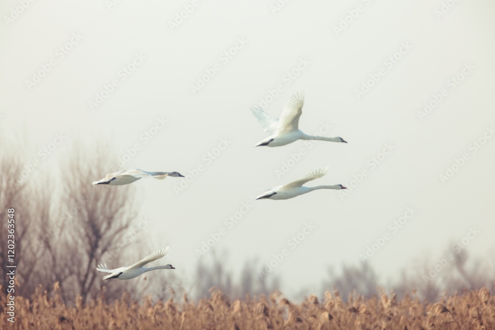 Swans soar through the gentle dawn, their elegant wings outstretched against a soft haze. Reeds sway nearby, completing the tranquil atmosphere of this picturesque wetland Swans soar through the gentle dawn, their elegant wings outstretched against a soft haze. Reeds sway nearby, completing the tranquil atmosphere of this picturesque wetland