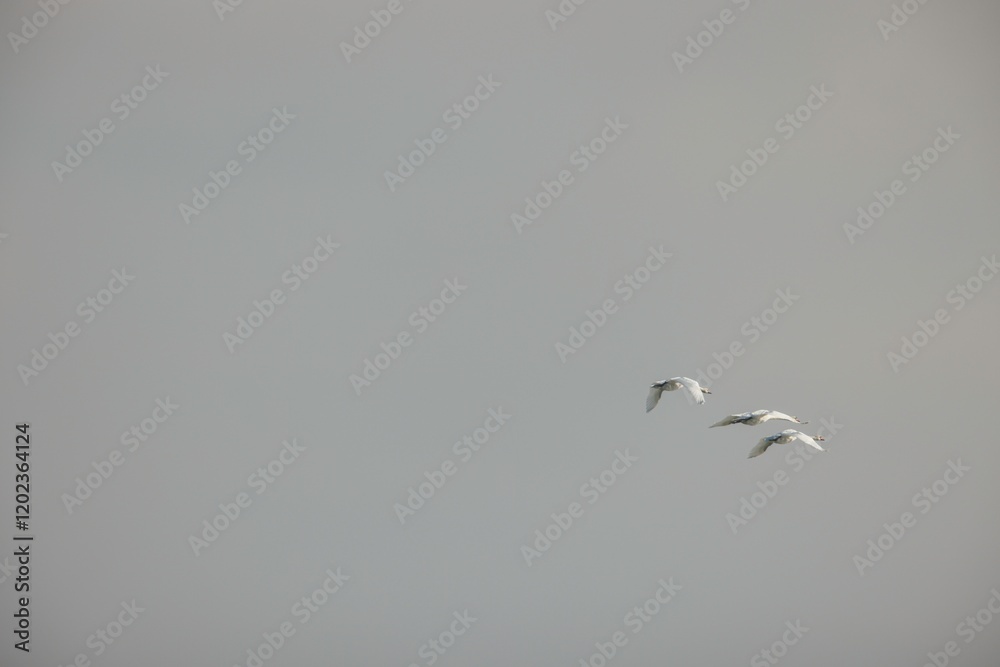 In the serene twilight, three white birds glide effortlessly against a backdrop of soft, gray clouds. Their graceful flight evokes a sense of peace and harmony with nature In the serene twilight, three white birds glide effortlessly against a backdrop of soft, gray clouds. Their graceful flight evokes a sense of peace and harmony with nature