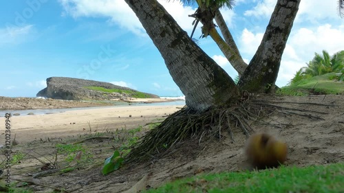 Filming the beach on the Atlantic coast of Puerto Rico, when a coconut drops from a tree, and rolls down the beach.