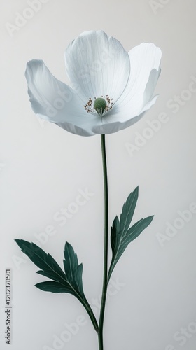 Beautiful white daisy blooming against a soft background with green leaves