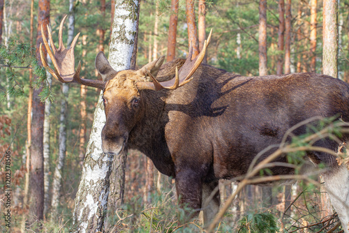 Fototapeta Naklejka Na Ścianę i Meble -  Łoś, moose, elk (Alces alces)