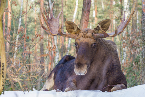 Fototapeta Naklejka Na Ścianę i Meble -  Łoś, moose, elk (Alces alces)