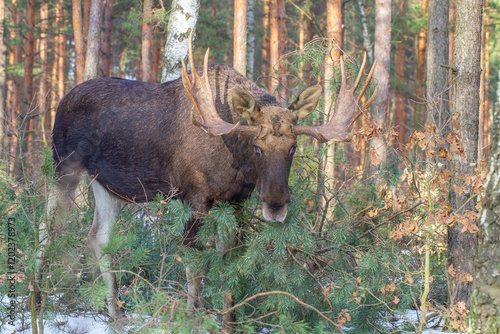 Łoś, moose, elk (Alces alces) photo