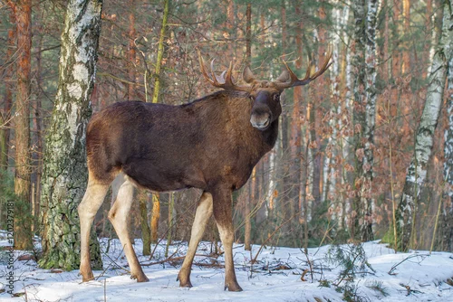Fototapeta Łoś, moose, elk (Alces alces)