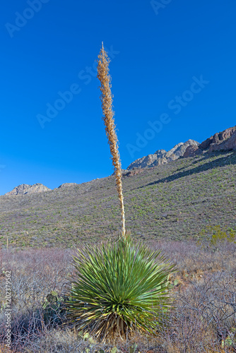Obraz na płótnie Lonely Yucca Stalk in Desert Mountains w salonie