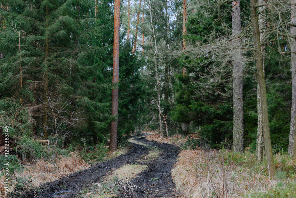 Las w zimowy, bezśnieżny dzień. Wśród sosen i świerków znajduje się kręta, gruntowa droga z głębokimi, grząskimi koleinami.
