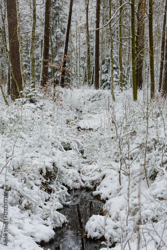 Iglasty, sosnowo świerkowy las zimą. Jest zima. Ziemia, gałęzie  drzew pokryte są grubą warstwą białego śniegu. Wśród drzew widać płynący, leśny strumień.
 photo