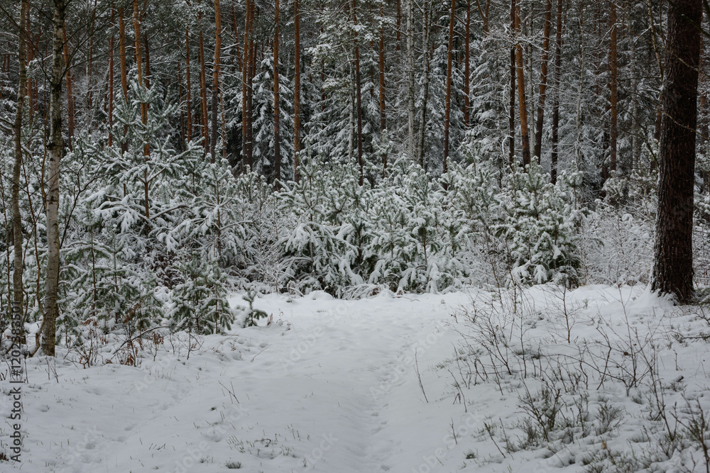 Iglasty, sosnowo świerkowy las zimą. Między drzewami jest gruntowa, leśna droga. Droga, ziemia, gałęzie rosnących po bokach drzew pokryte są grubą warstwą białego śniegu.