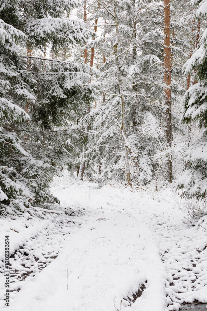 Iglasty, sosnowo świerkowy las zimą. Między drzewami jest gruntowa, leśna droga. Droga, ziemia, gałęzie rosnących po bokach drzew pokryte są grubą warstwą białego śniegu.