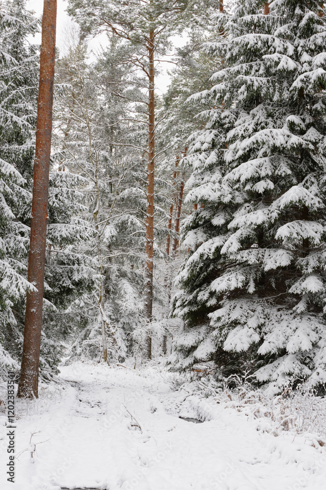 Iglasty, sosnowo świerkowy las zimą. Między drzewami jest gruntowa, leśna droga. Droga, ziemia, gałęzie rosnących po bokach drzew pokryte są grubą warstwą białego śniegu.