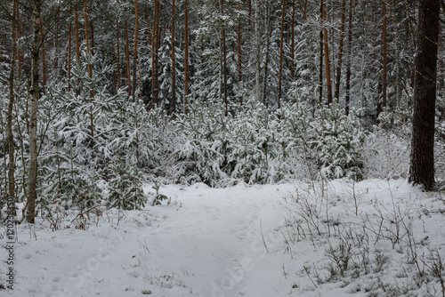 Obraz na płótnie Iglasty, sosnowo świerkowy las zimą. Między drzewami jest gruntowa, leśna droga. Droga, ziemia, gałęzie rosnących po bokach drzew pokryte są grubą warstwą białego śniegu. w salonie