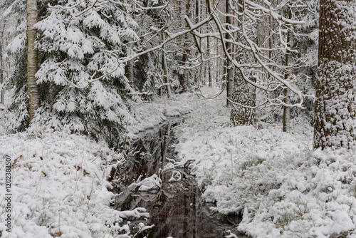 Obraz na płótnie Iglasty, sosnowo świerkowy las zimą. Jest zima. Ziemia, gałęzie drzew pokryte są grubą warstwą białego śniegu. Wśród drzew widać płynący, leśny strumień.
w salonie