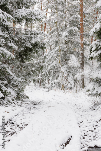 Obraz na płótnie Iglasty, sosnowo świerkowy las zimą. Między drzewami jest gruntowa, leśna droga. Droga, ziemia, gałęzie rosnących po bokach drzew pokryte są grubą warstwą białego śniegu. w salonie